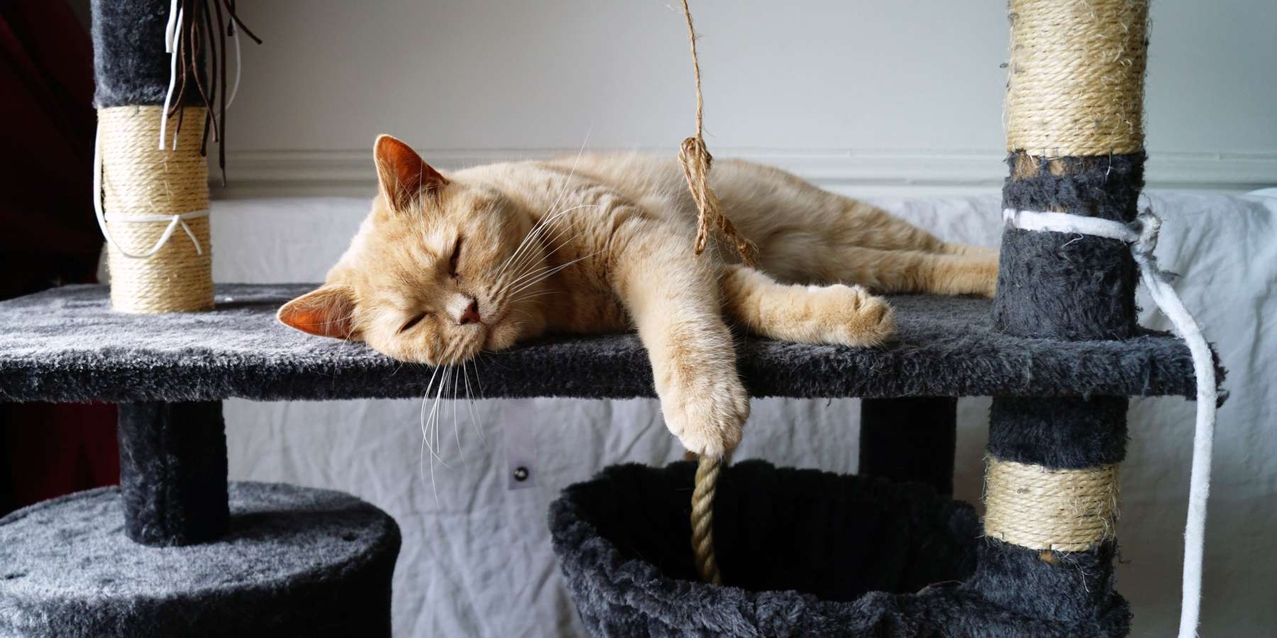 Neue Katze